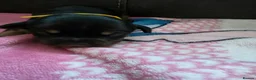 Dachshund dogs for sale: Miniature dachshund puppies  - Advert 5