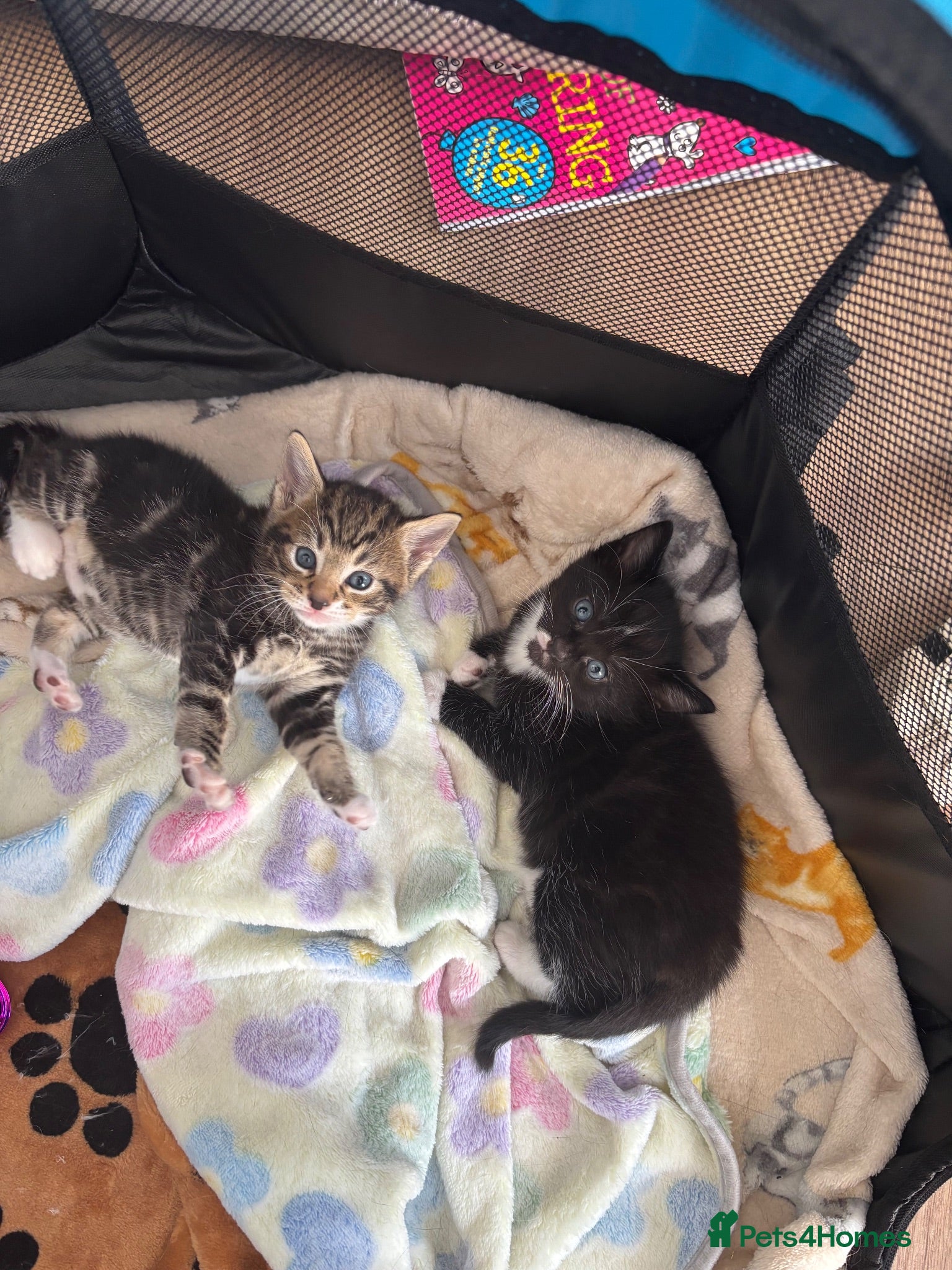 Mixed Breed cats Beautiful kittens  - Advert 1