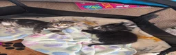 Mixed Breed cats for sale: Beautiful kittens  in Hove - Advert 1