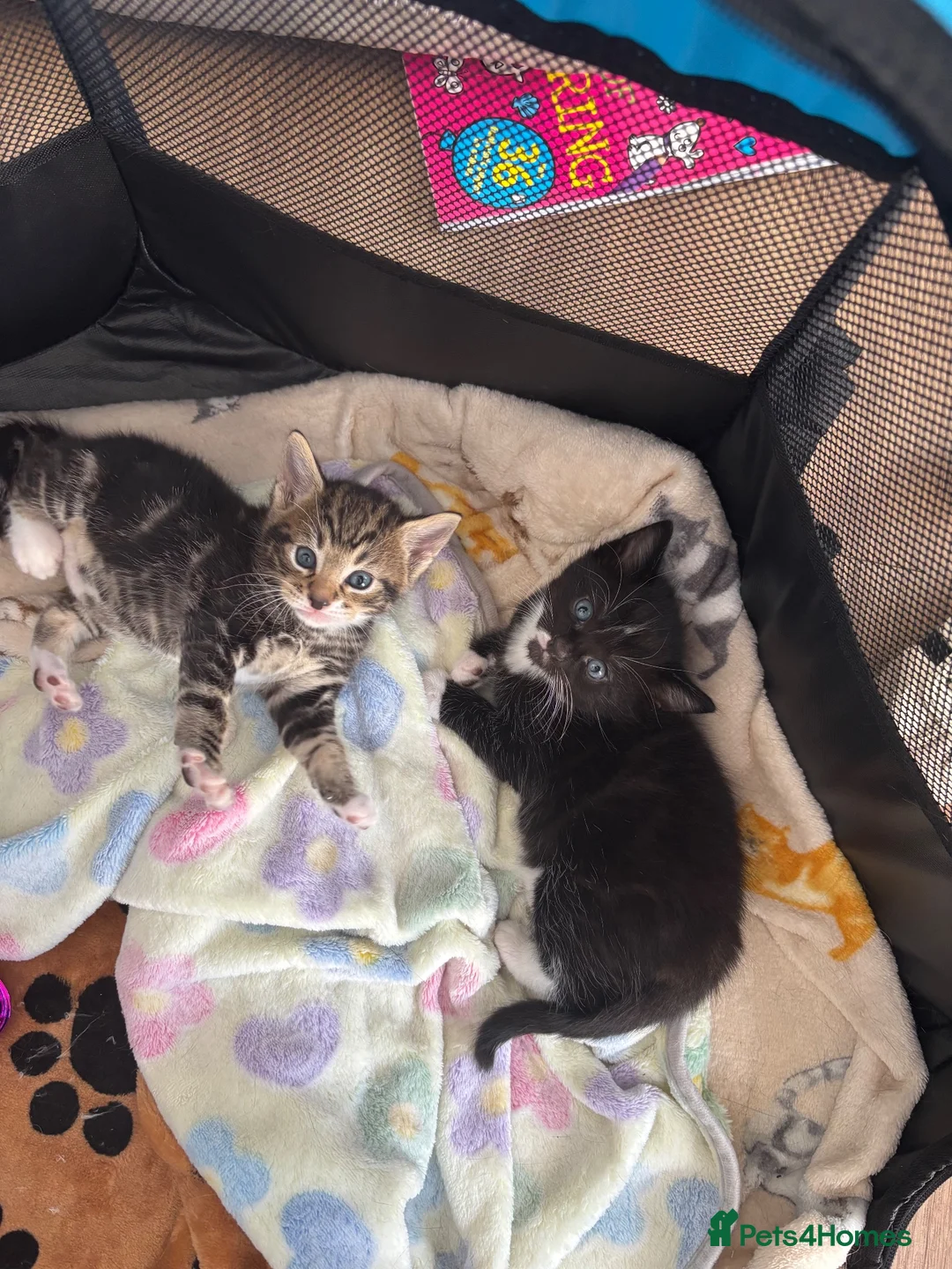 Mixed Breed cats for sale: Beautiful kittens  in Hove - Advert 1