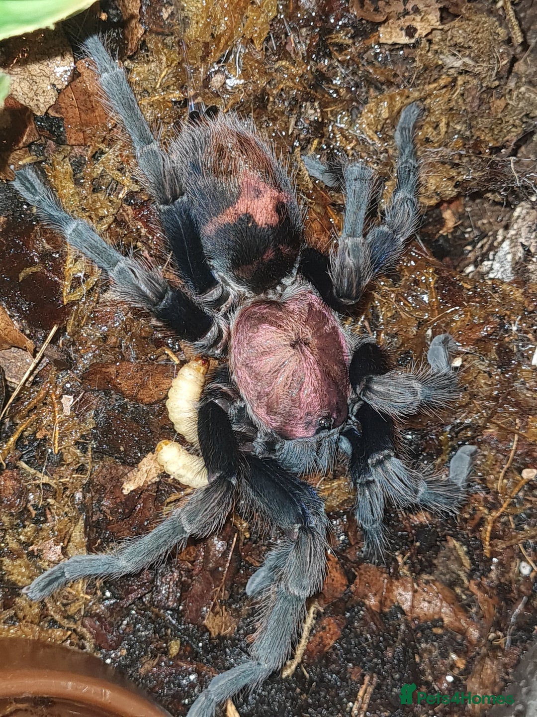 Tarantulas invertebrates for sale: Small Tarantula list OTO - Image 2