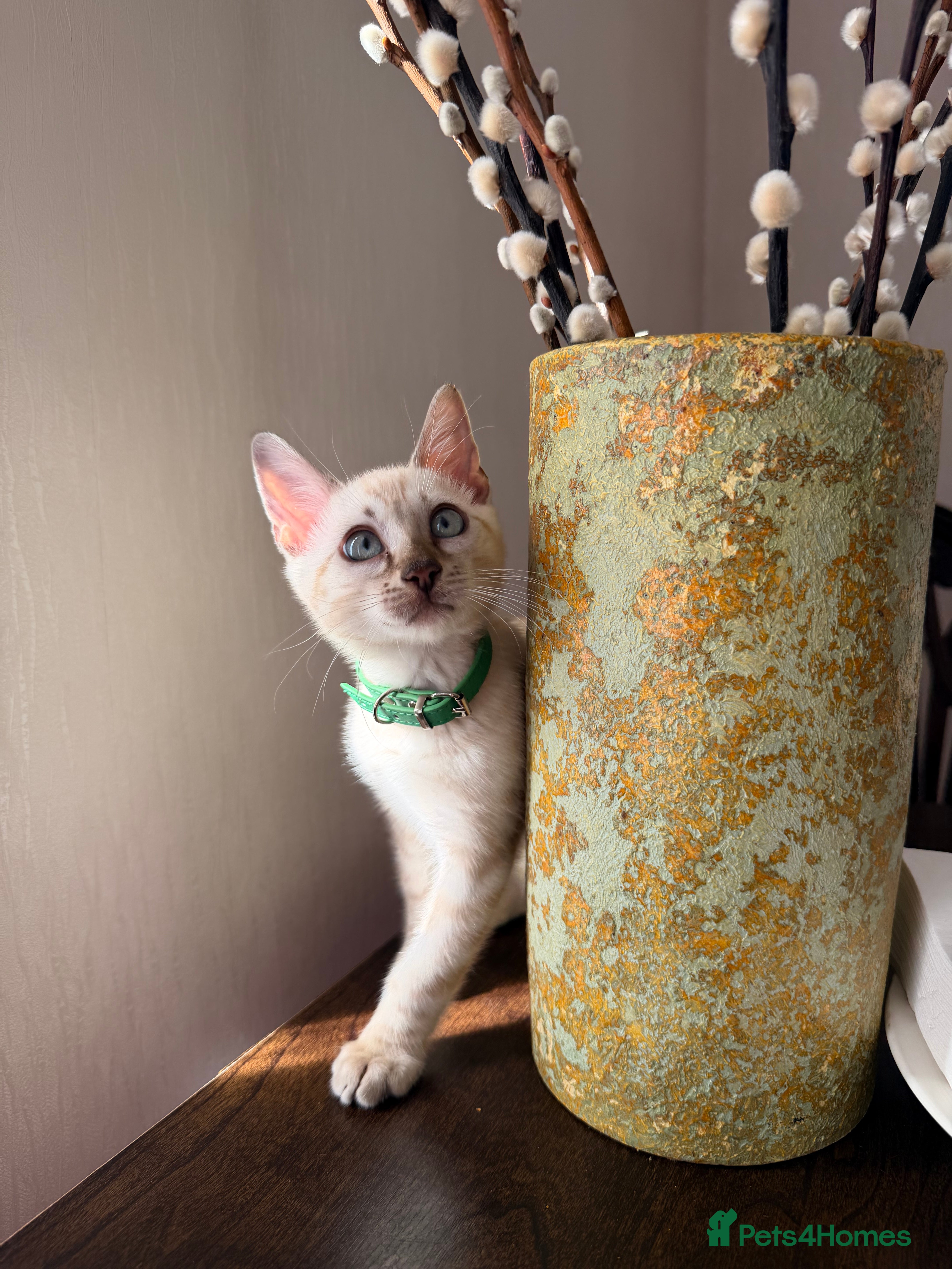 Bengal cats Nala’s Bengal kitten ready for new home  - Advert 2