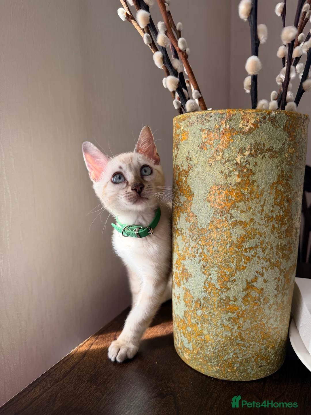 Bengal cats for sale: TICA Registered Bengal snow 5 Generation Pedigree  - Advert 2
