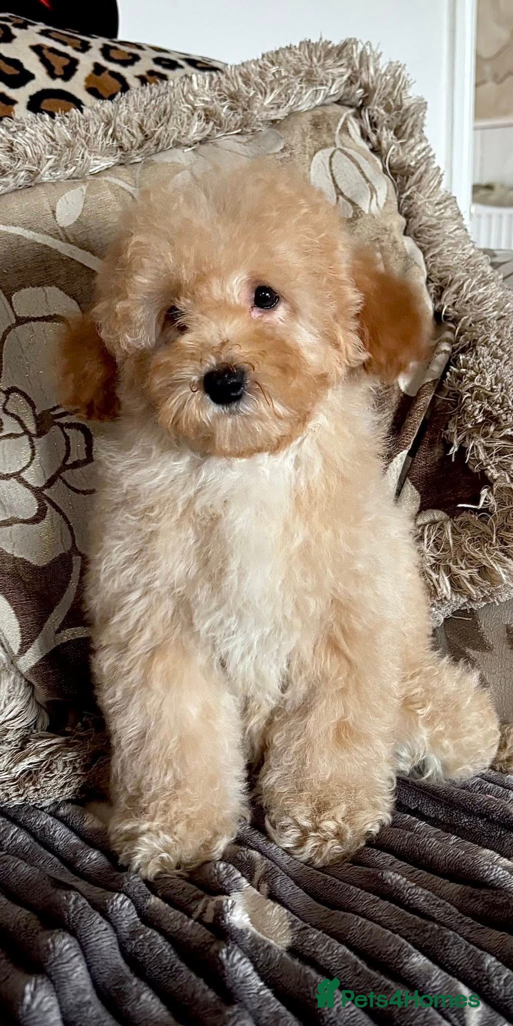 Cavapoo dogs for sale: Bambi Doodle Bug - F1b Teddy Bear Cavapoo Girl  - Advert 6