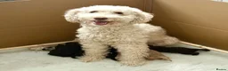 Labradoodle dogs for sale: Beautiful litter of F2b curly labradoodle puppies! - Advert 9