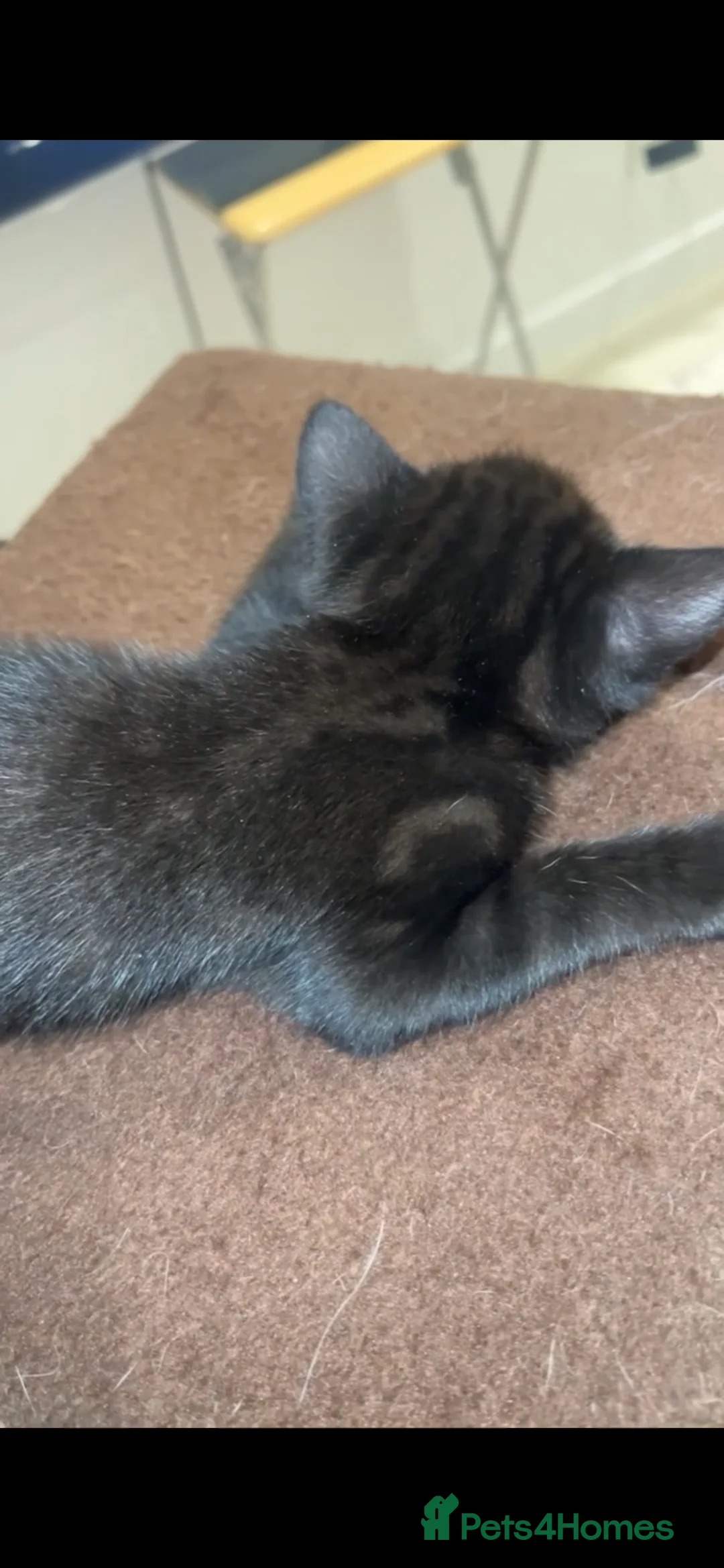 Mixed Breed cats for sale: British Shorthair Cross Kittens - 8 Weeks - Advert 2