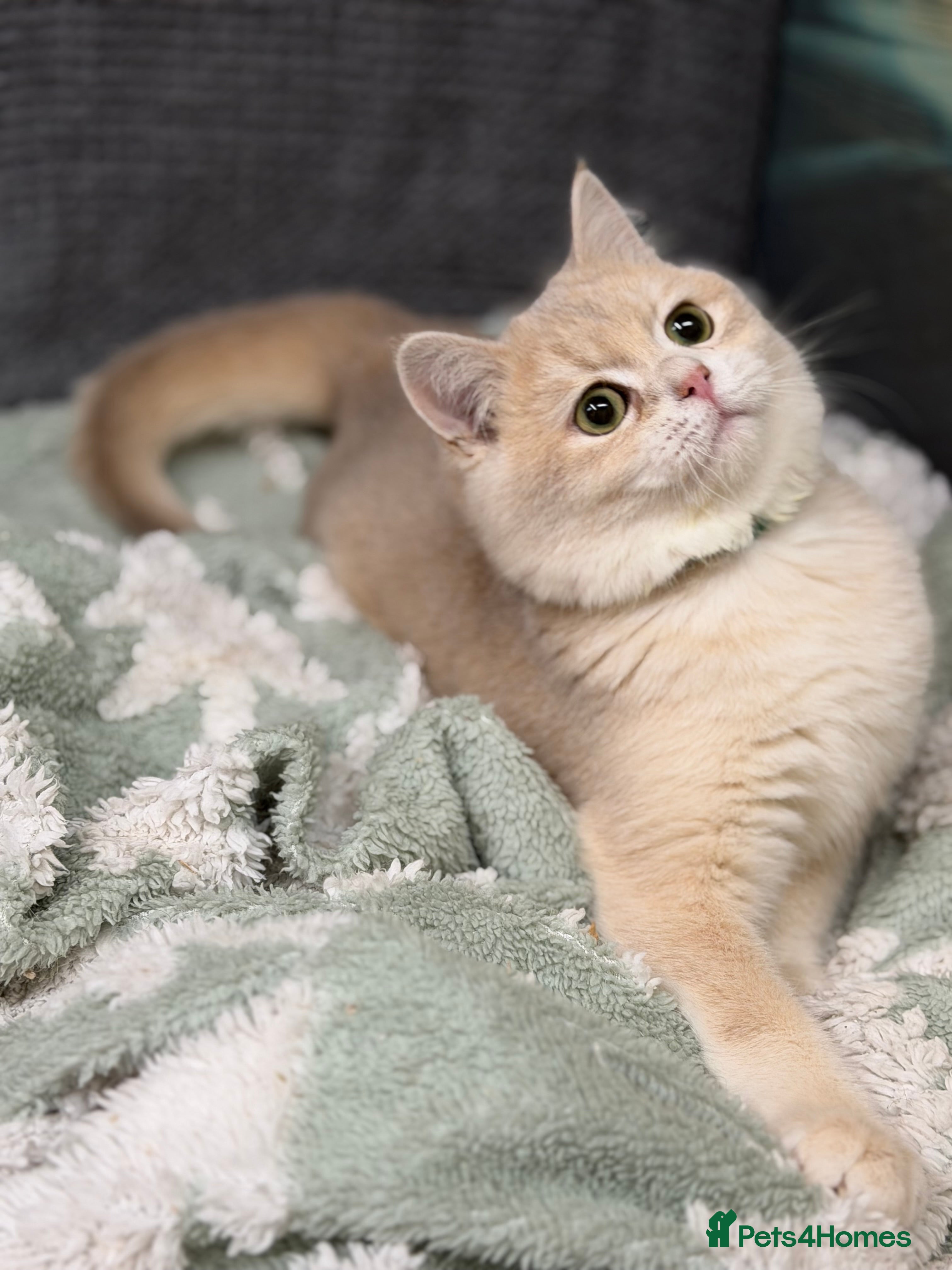 British Shorthair cats Adorable British sh silver, golden shaded TICA - Advert 1