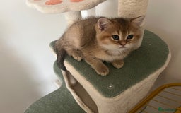 Brazilian Shorthair cats for sale: Beautiful golden British short hair female - Image 4