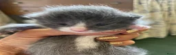 Mixed Breed cats for sale: Russian blue/British short hair  - Advert 29