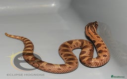 Snake reptiles for sale: Hognose snakes  - Image 14