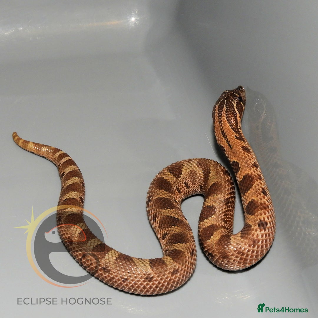 Snake reptiles for sale: Hognose snakes  - Image 14