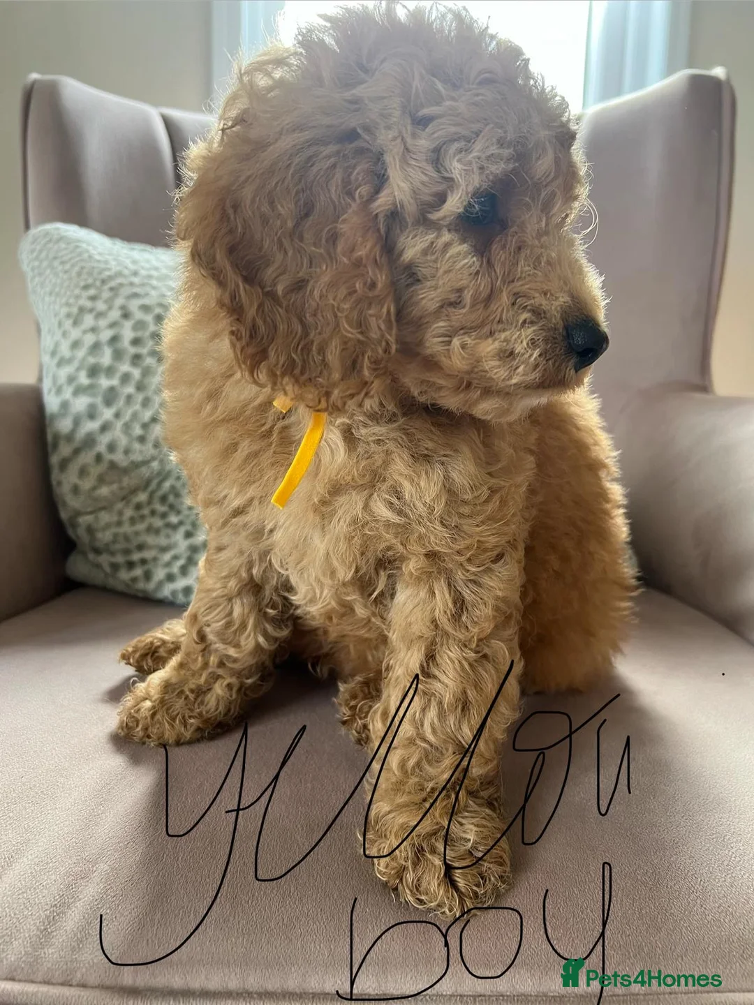 Cavapoo dogs for sale: Stunning red cavapoo puppies  - Advert 10