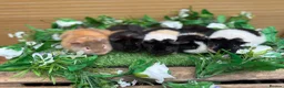 Guinea Pig rodents for sale: 5 baby male teddy guineapigs AVAILABLE  - Advert 3