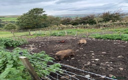Pig livestock for sale: Mini pigs  - Image 5