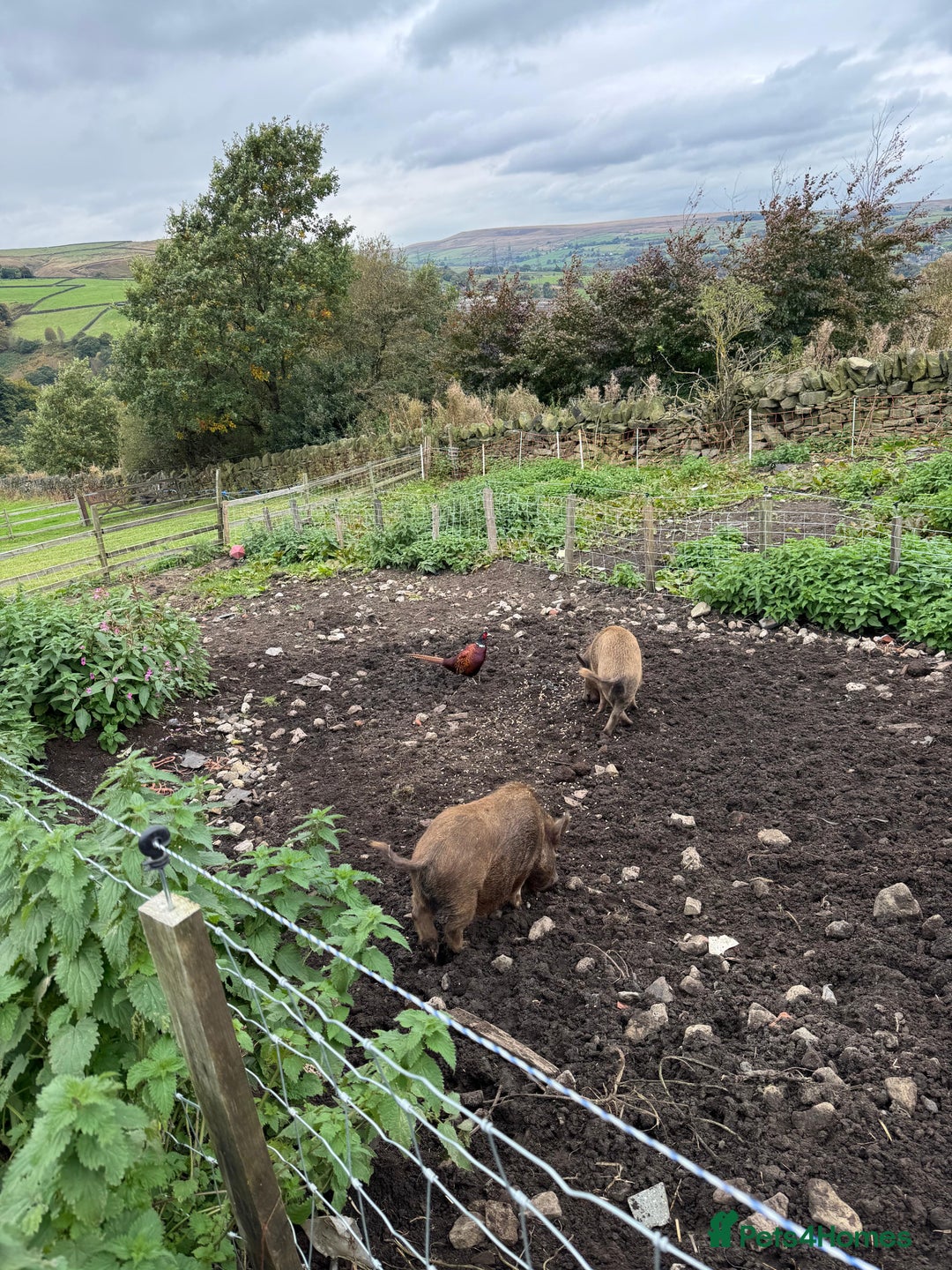 Pig livestock for sale: Mini pigs  - Image 5