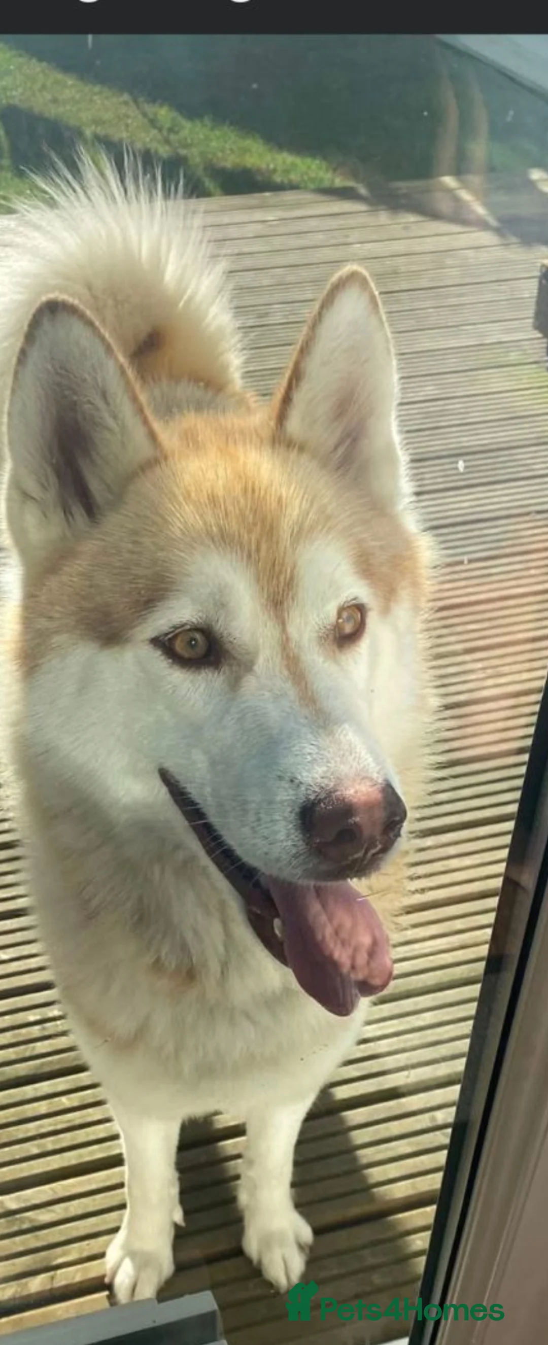 Siberian Husky dogs for sale: Siberian husky 1.5 yera old for sale adoption in Clacton-on-Sea - Advert 1