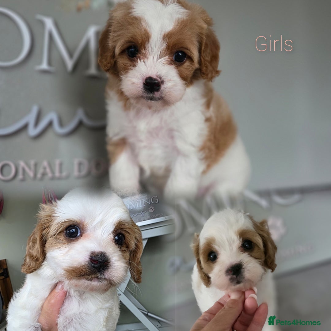 Cavapoo dogs for sale: Blenhiem cavapoo puppies  - Image 4