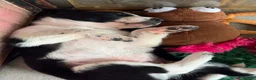 Border Collie dogs for sale: Fully Health Tested Border Collie Puppy For Sale in Coleford - Advert 3