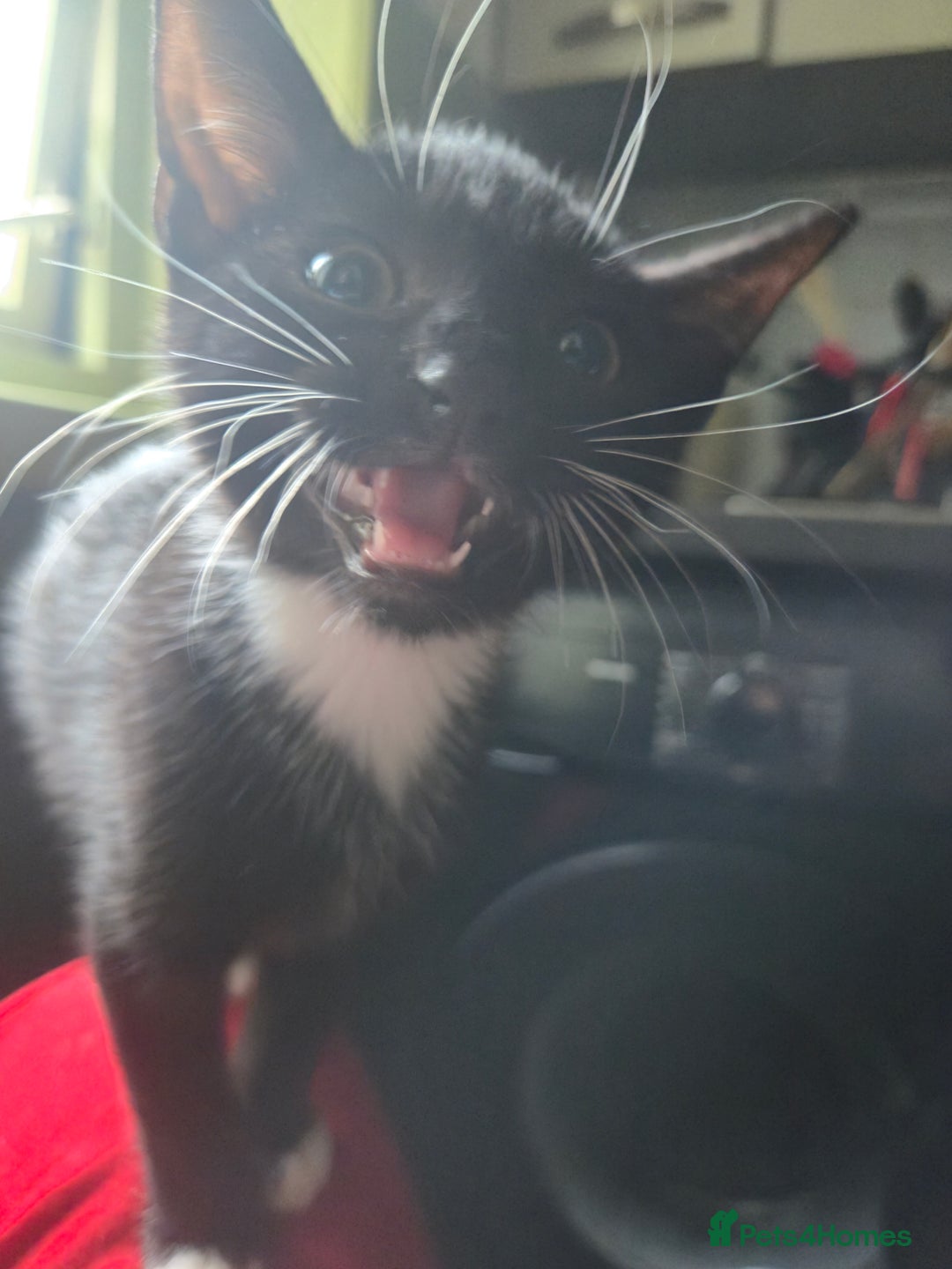 Mixed Breed cats for sale: Kittens for sale - Image 11