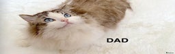 Ragdoll cats for sale: INDOOR FULL PEDIGREE RAGDOLL KITTENS - Advert 39