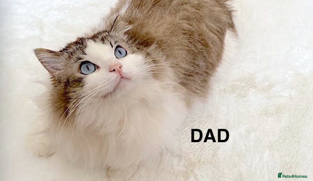 Ragdoll cats for sale: INDOOR FULL PEDIGREE RAGDOLL KITTENS - Advert 39