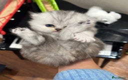 Persian cats for sale: Chinchilla kittens  - Image 15