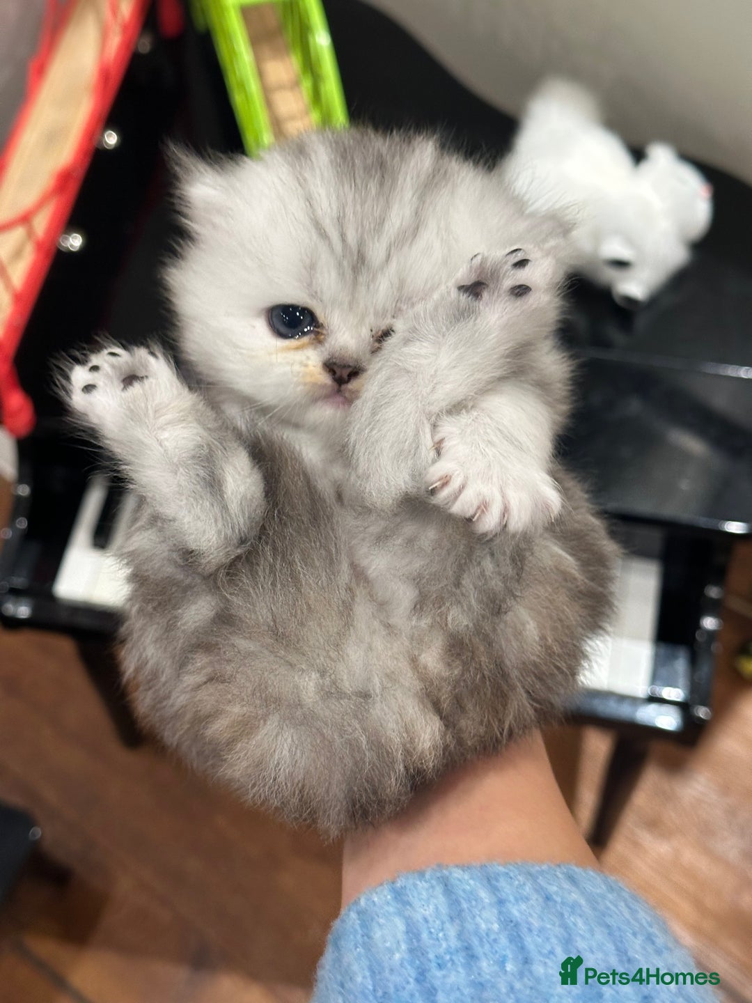 Persian cats for sale: Chinchilla kittens  - Image 15