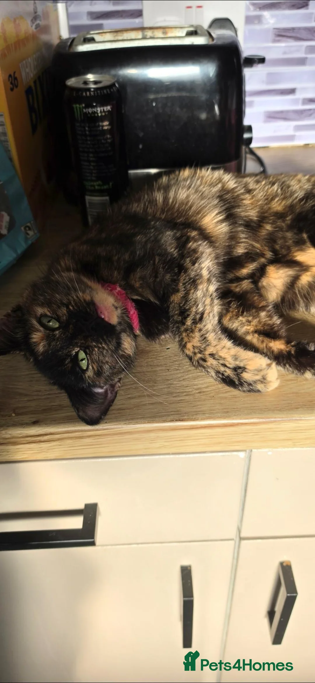 Domestic Shorthair cats for sale: 2 black shorthaired domestic kittens  in Salford - Advert 1