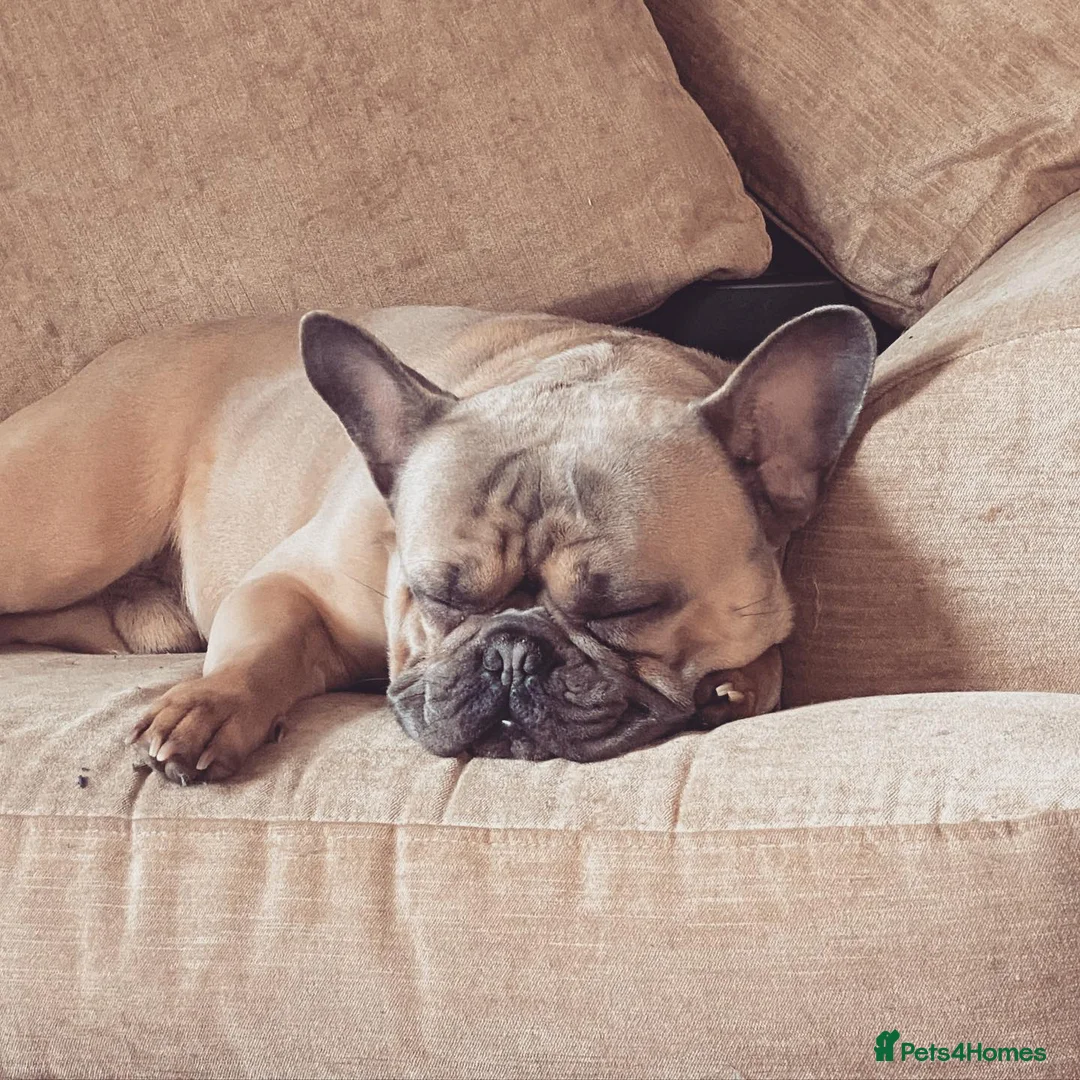 French Bulldog dogs for sale: 6 Year Old Male Frenchie - Advert 4