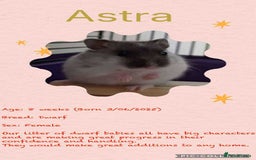 Hamster rodents for sale: Hamsters for adoption  - Image 20