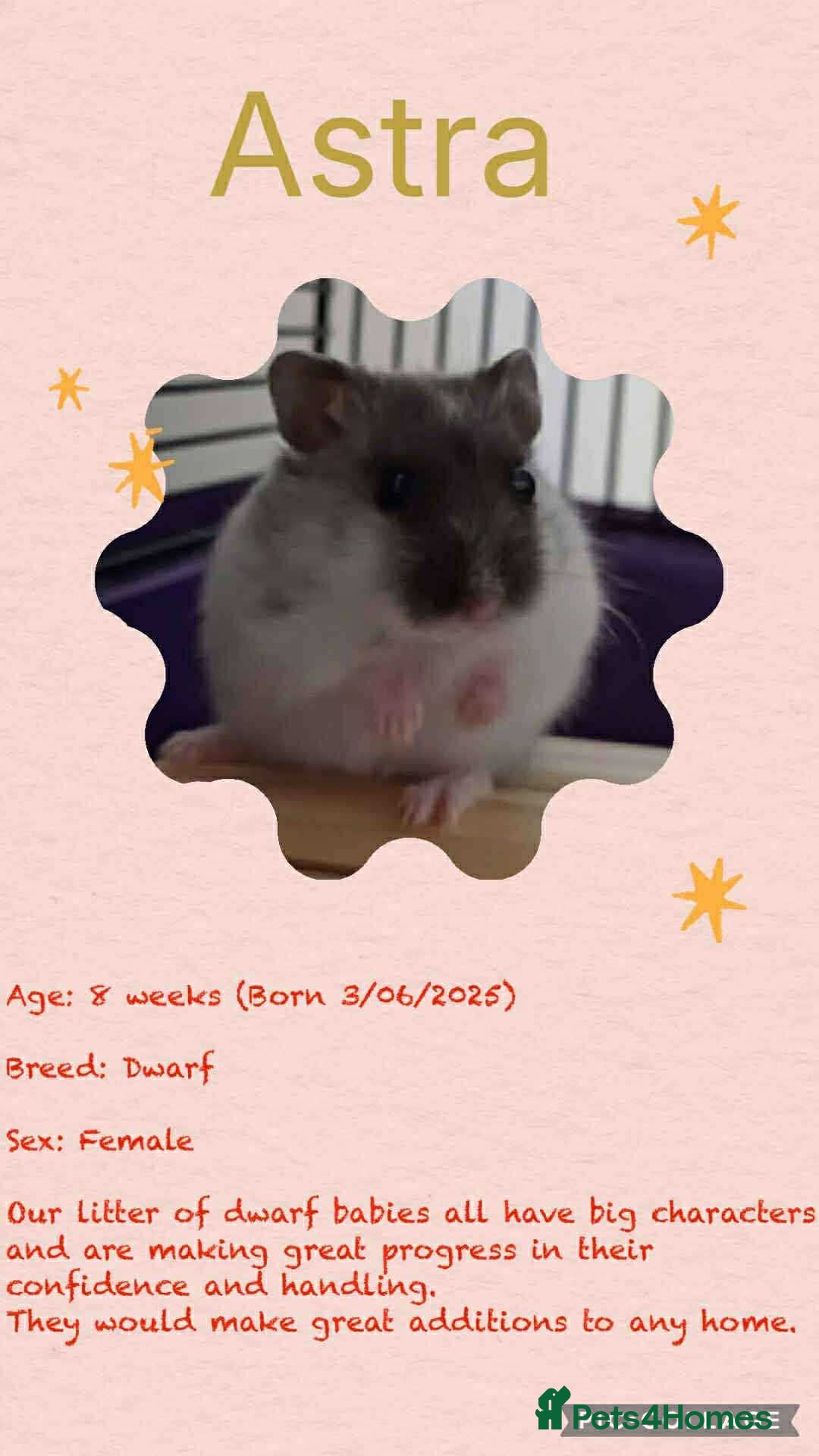 Hamster rodents for sale: Hamsters for adoption  - Image 20