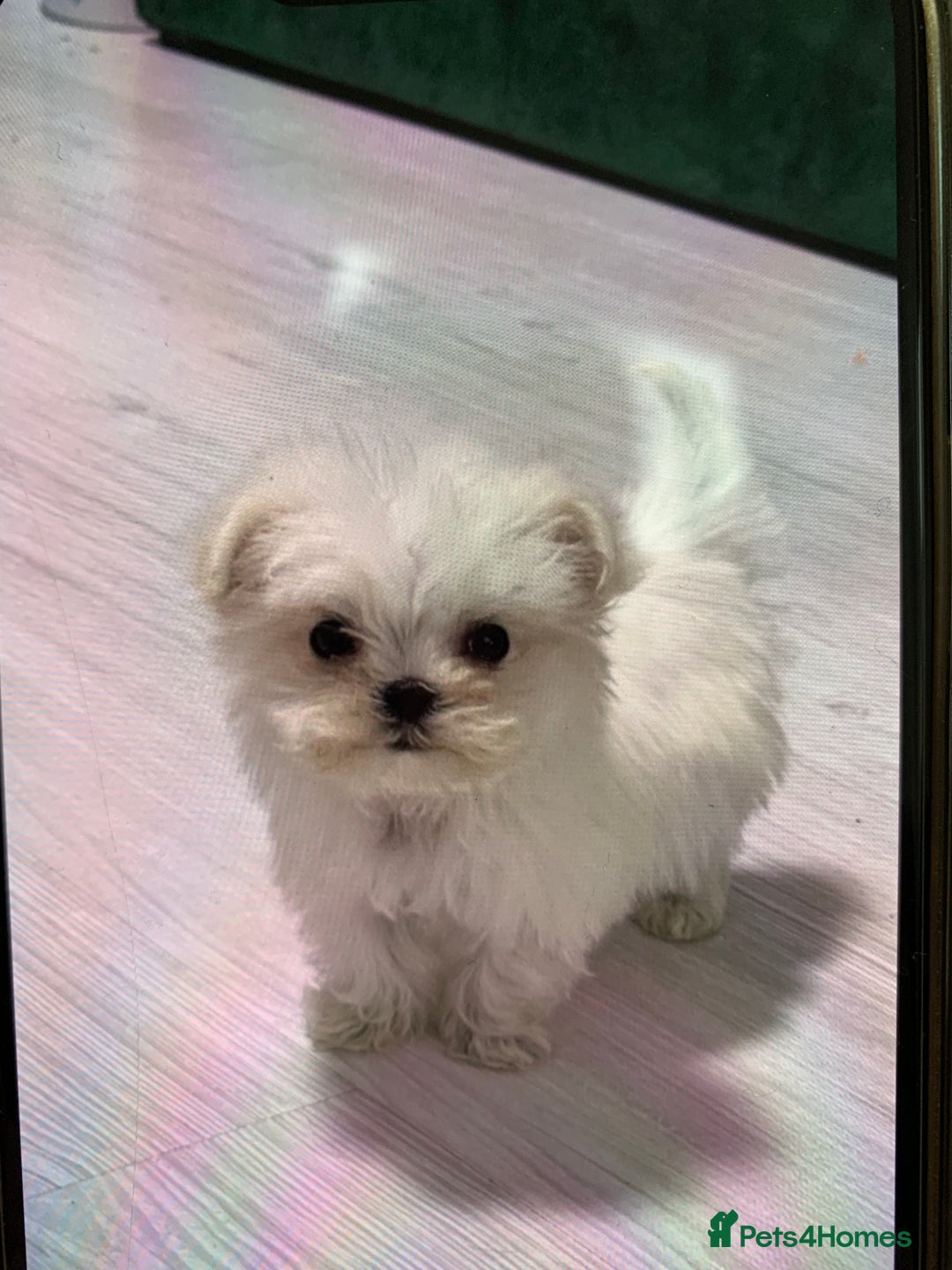 Maltese dogs for sale: Maltese - Advert 6