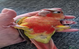 Conures birds for sale: Beautiful fully hand reared conure baby's  - Advert 8