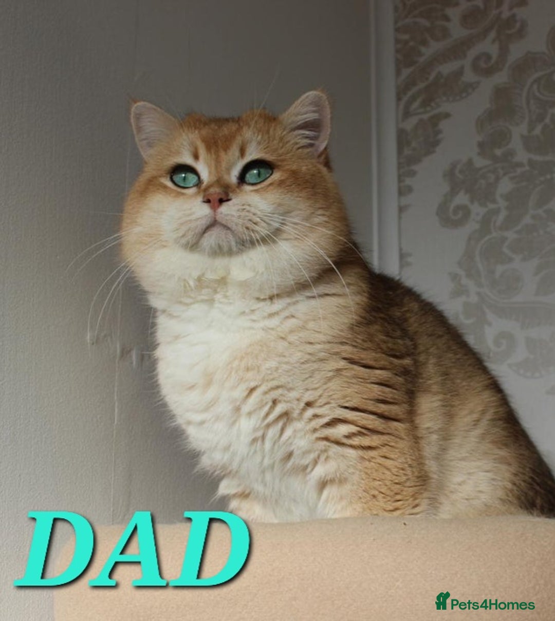 British Shorthair cats for sale: GOLDEN BRITISH SHORTHAIR KITTENS TICA  - Image 13