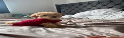 Toy Poodle dogs for sale: Beautiful Toy Poodle Puppies – Loving Homes Wanted - Advert 10