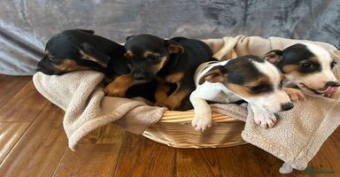 Jack Russell dogs - Advert 4