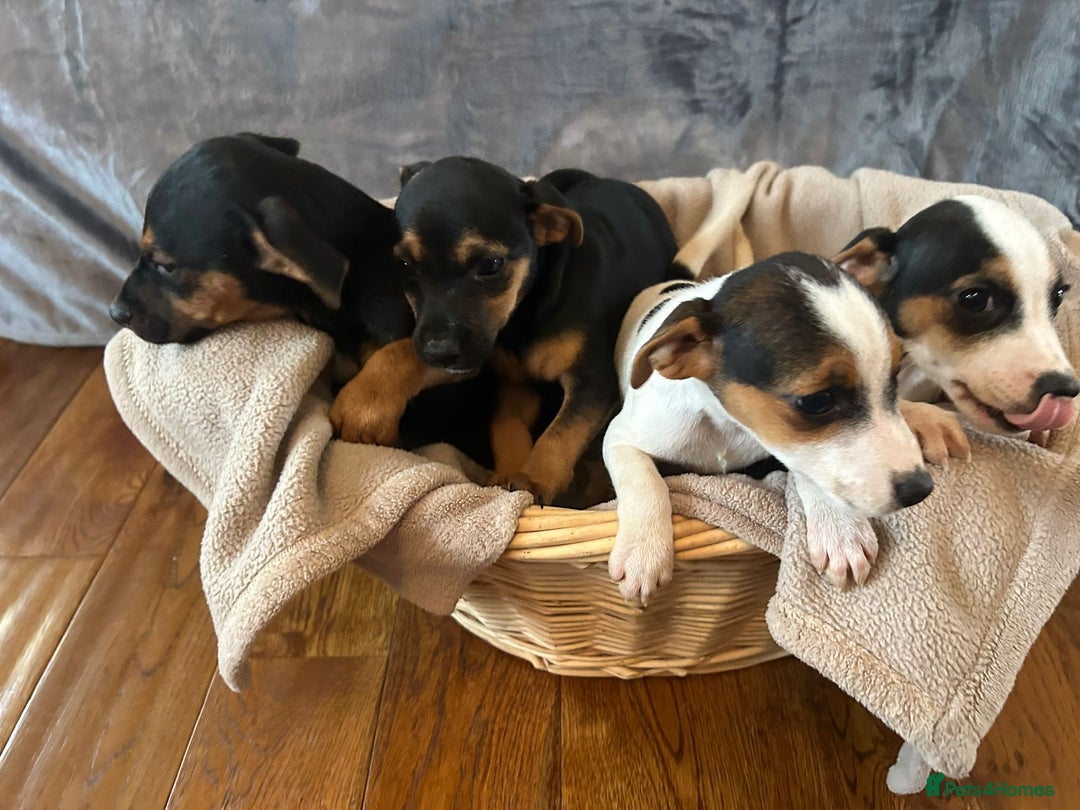 Jack Russell dogs for sale:  Jack Russell Terrier Puppies - Image 2