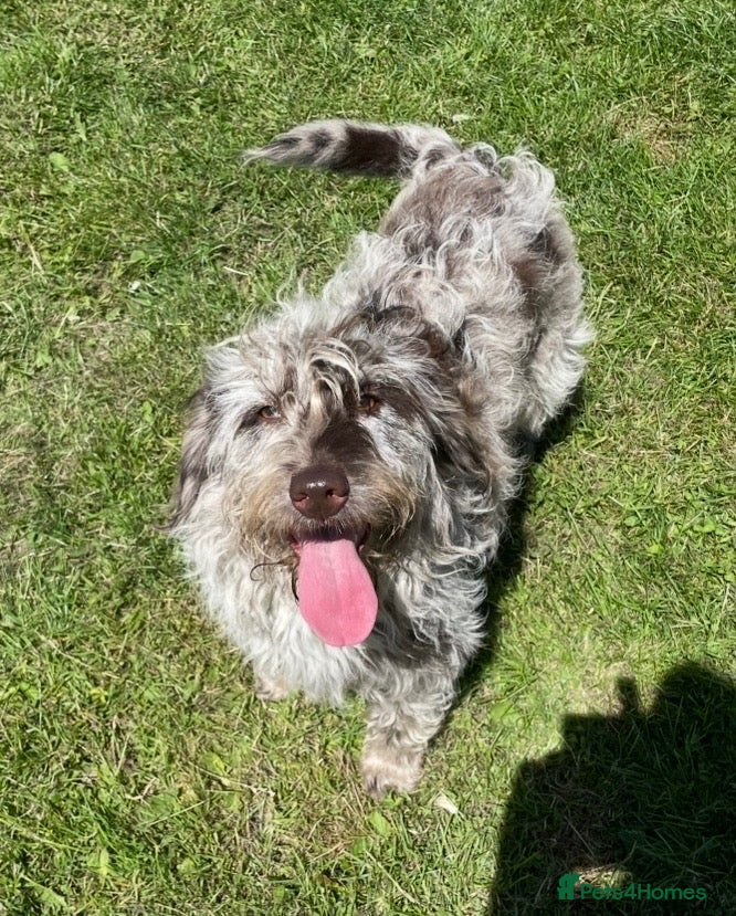 Labradoodle dogs for sale: Gorgeous labradoodle  - Advert 5