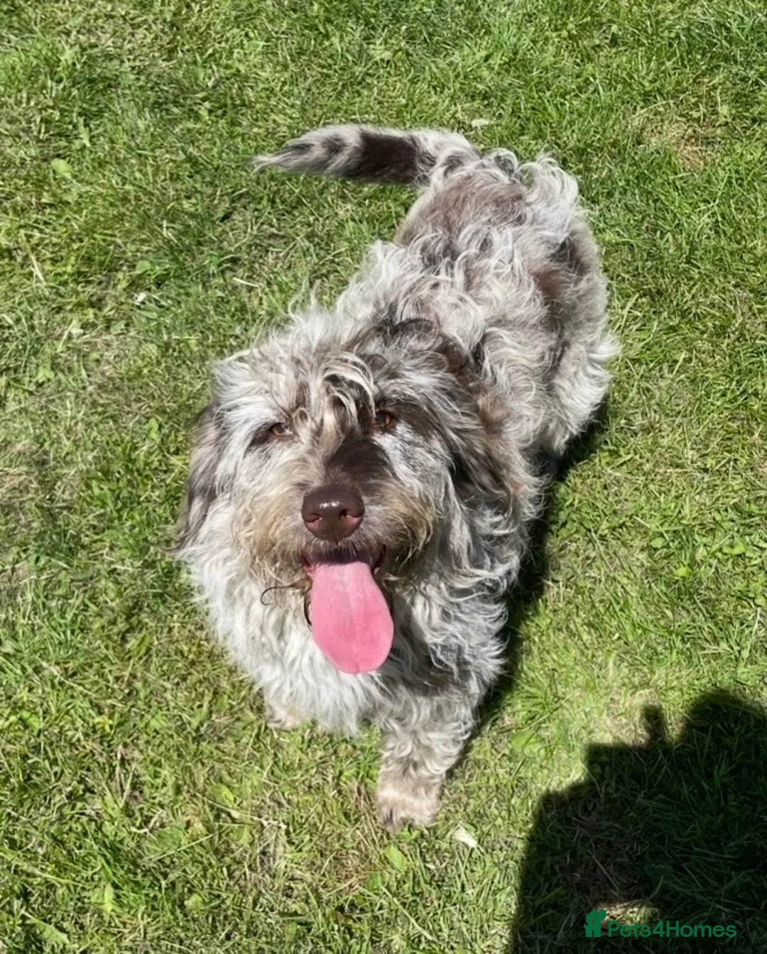Labradoodle dogs for sale: Gorgeous labradoodle  - Advert 1