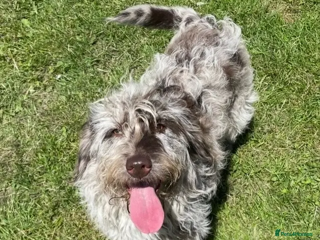 Labradoodle dogs for sale: Gorgeous labradoodle - Advert 5