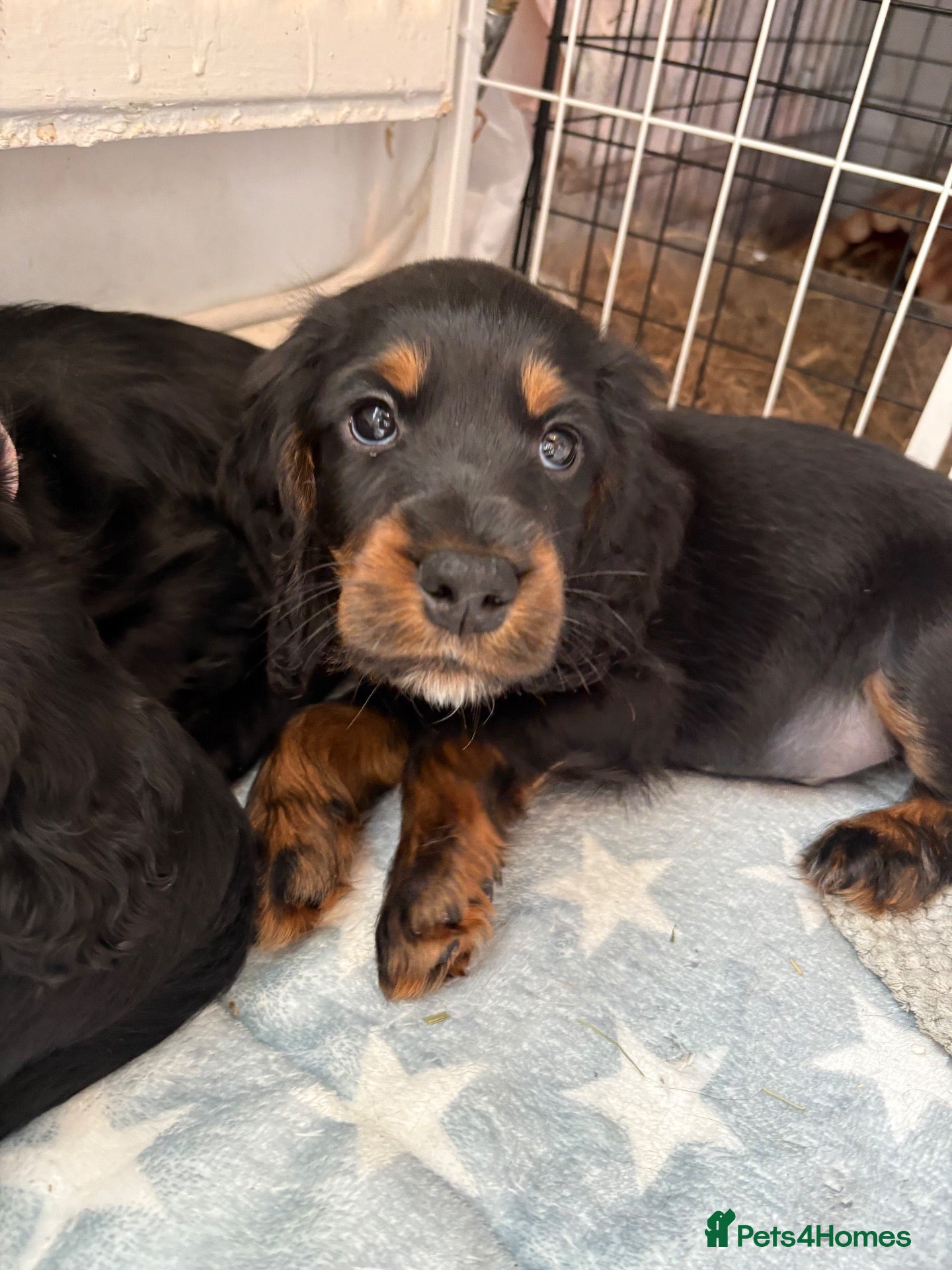 Cockapoo dogs for sale: Cockapoo Puppies - Advert 19