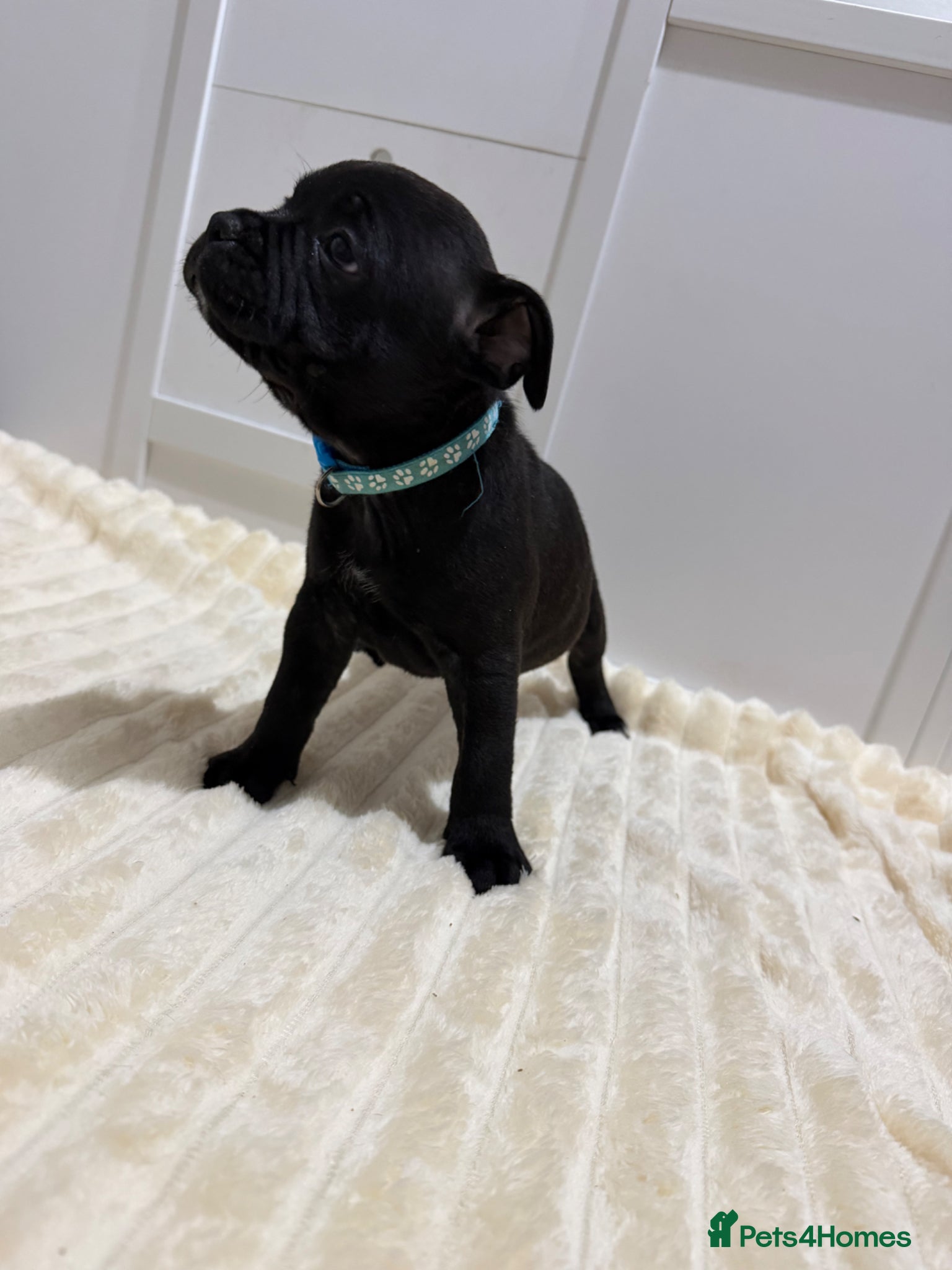 Staffordshire Bull Terrier dogs 🏅🏆 GRAND CHAMPION YOSHI SIRED STAFFY BOY - Advert 2