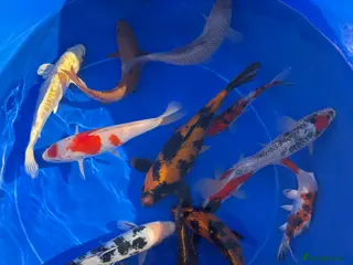 Koi Carp fish Koi carp 3-21 inch for sale - Advert 2