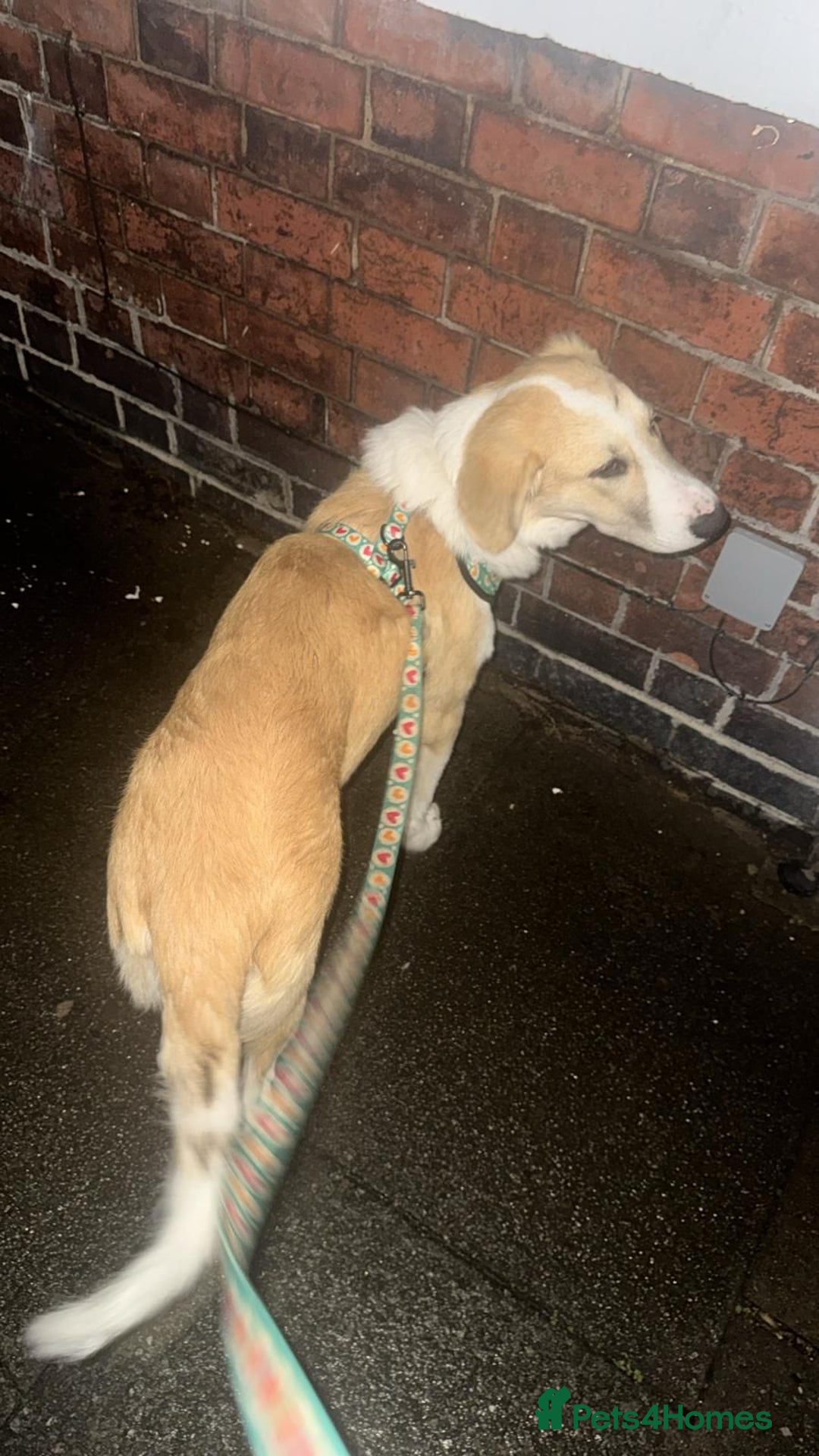 Mixed Breed dogs for sale: 💛🐾 Lovely Lisa 🐾💛 - Image 13