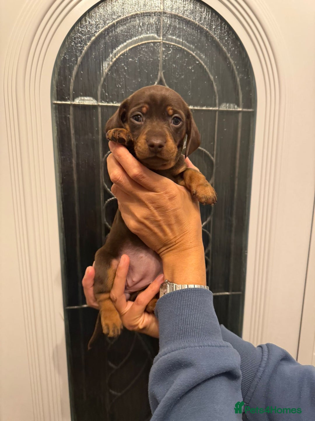 Miniature Dachshund dogs for sale: Miniature dachshund puppies  - Image 8