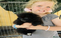 Pomeranian dogs for sale: Perfect poms - Image 6