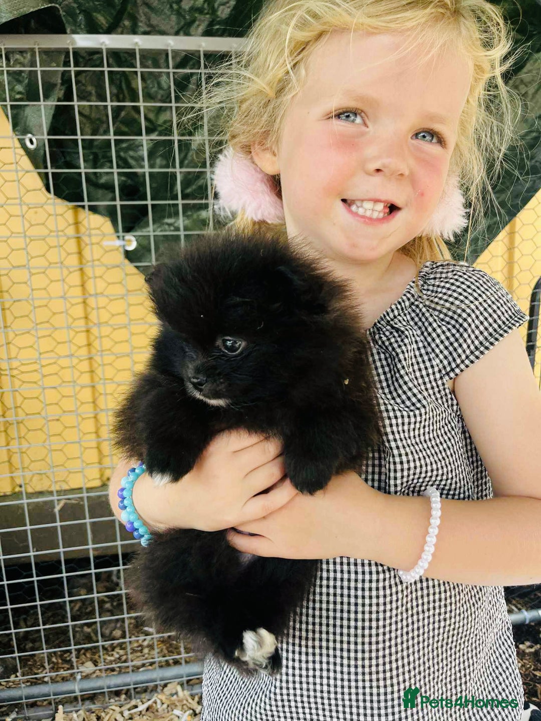 Pomeranian dogs for sale: Perfect poms - Image 6