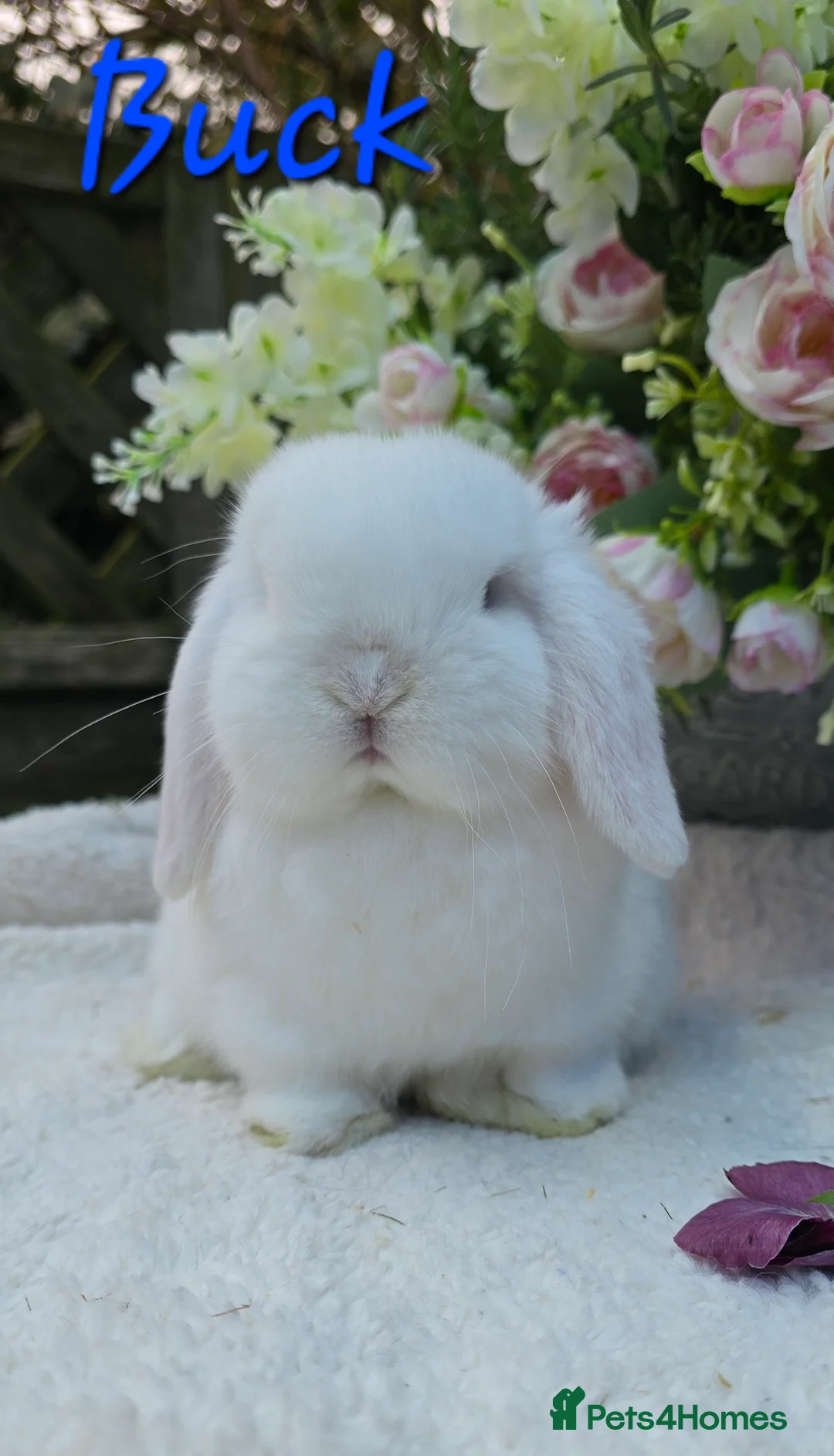 Mini Lop rabbits for sale: Beautiful mini lops girls and boys - Advert 5
