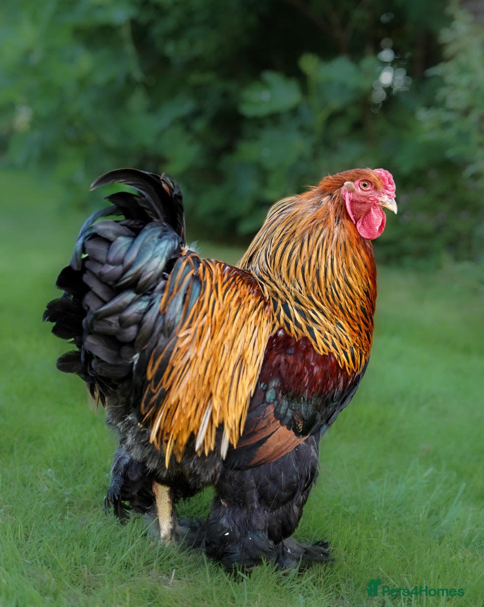 Chickens poultry Selection of quality stock breeding cockerels  - Advert 1