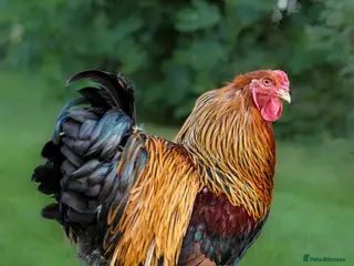 Chickens poultry Selection of quality stock breeding cockerels - Advert 1